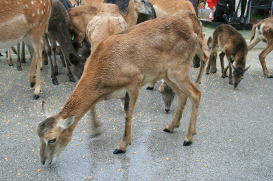 photo 172450