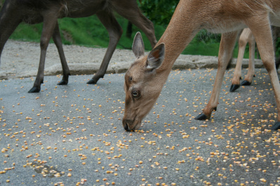 photo 172452