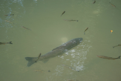 photo 172454