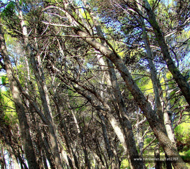 photo 427383