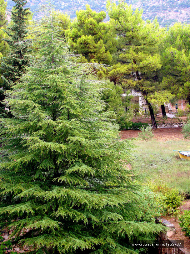 photo 427385