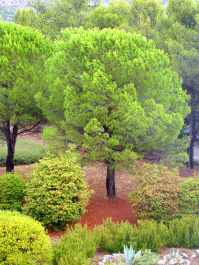photo 427386