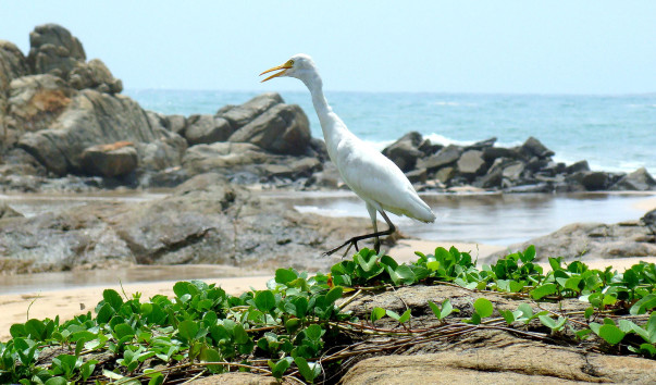 DSC0106011