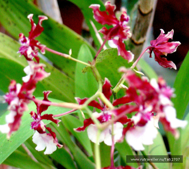 photo 447397