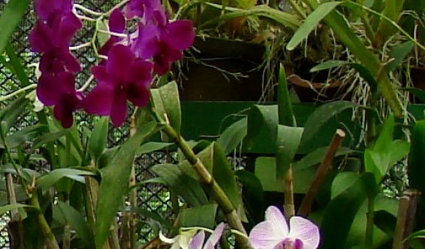 DSC010832