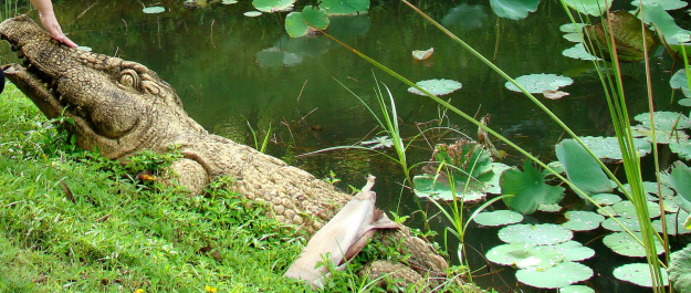 photo 436767