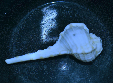 photo 656572