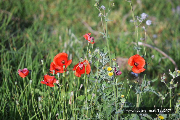 photo 1075105