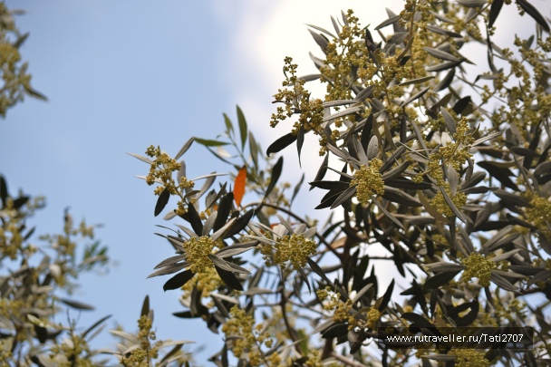 photo 1095205