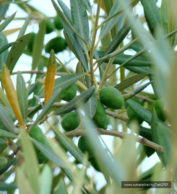 photo 430132