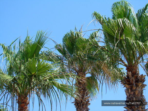 photo 430134