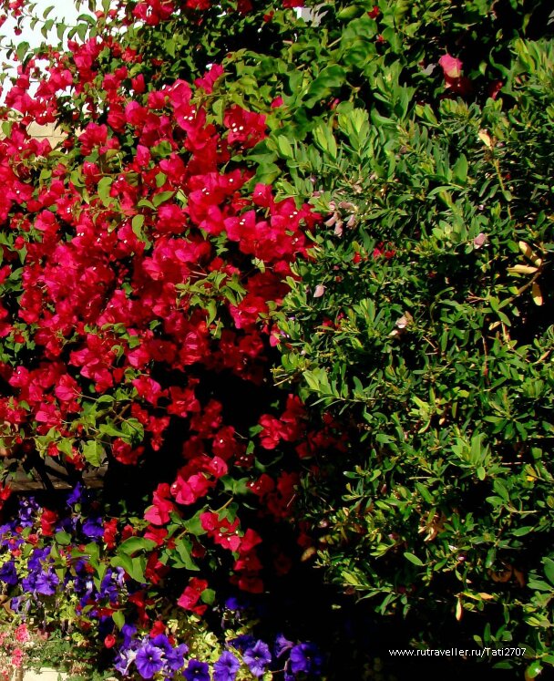 photo 447392