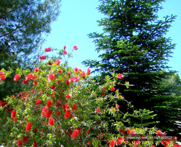 photo 447393