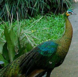 photo 422984