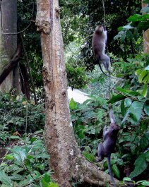 photo 446345