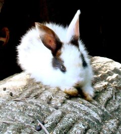photo 487290