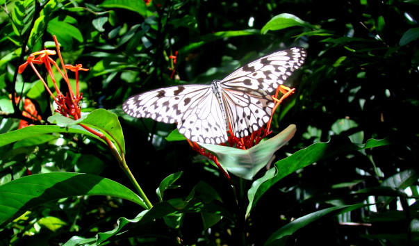 DSC004931