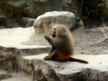 photo 377056