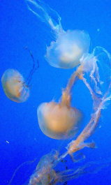 photo 422978