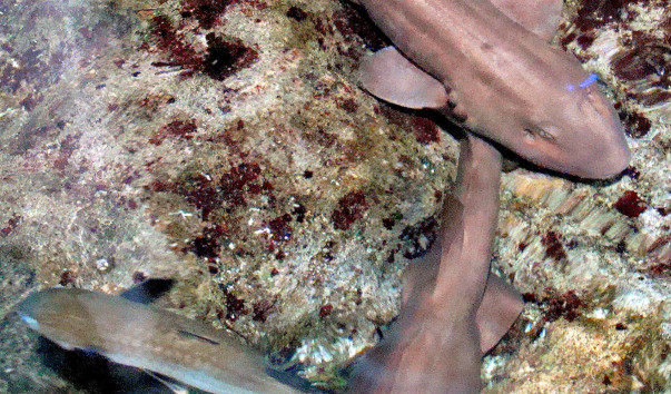 DSC0050711