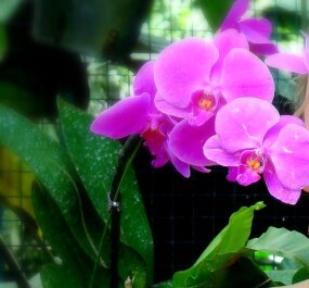 photo 441587