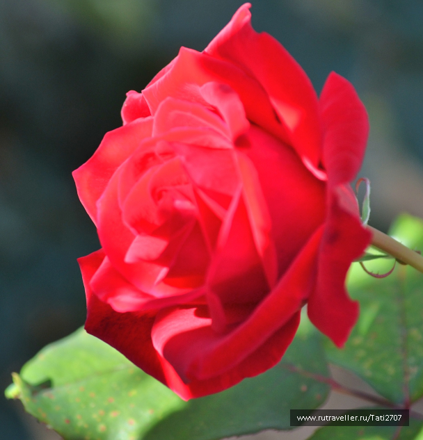 photo 1057134