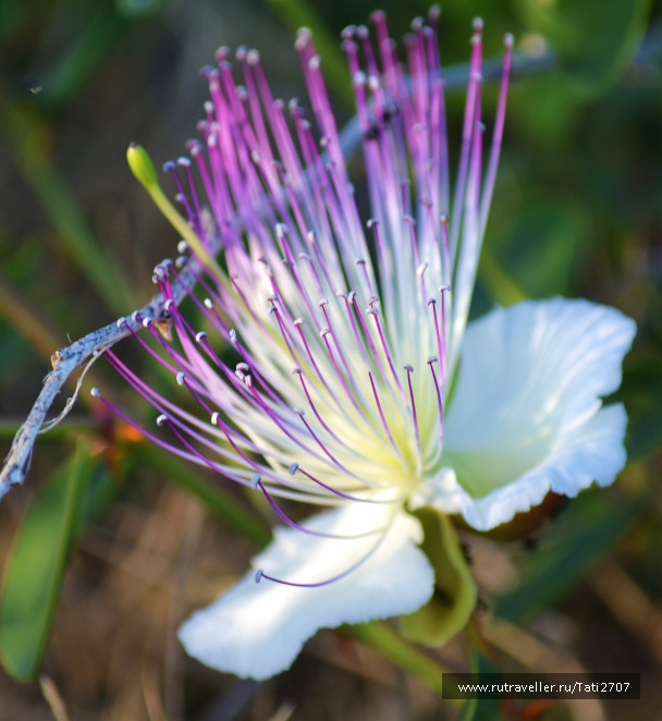 photo 1064544