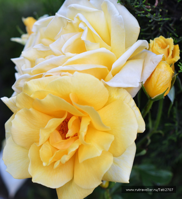 photo 1064795