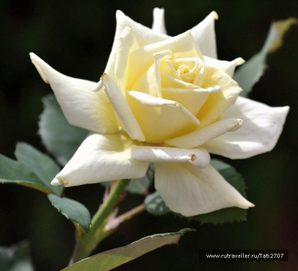 photo 1462525