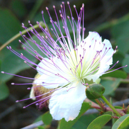 photo 416282