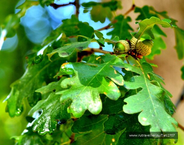 photo 538707