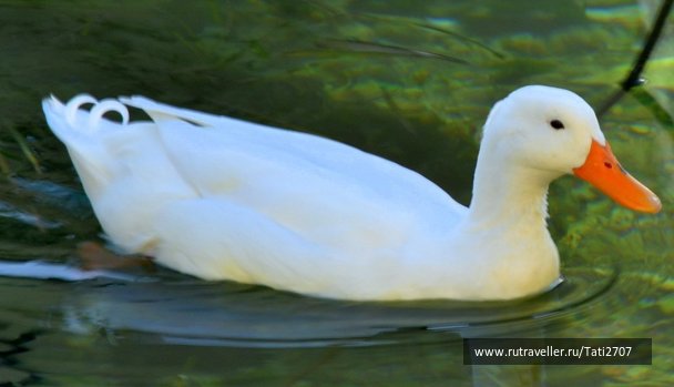 photo 579716