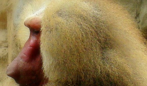 DSC00462111