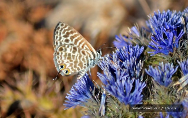 photo 1675261