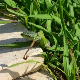 photo 870198