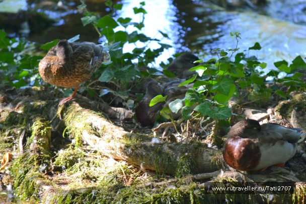 photo 1077983