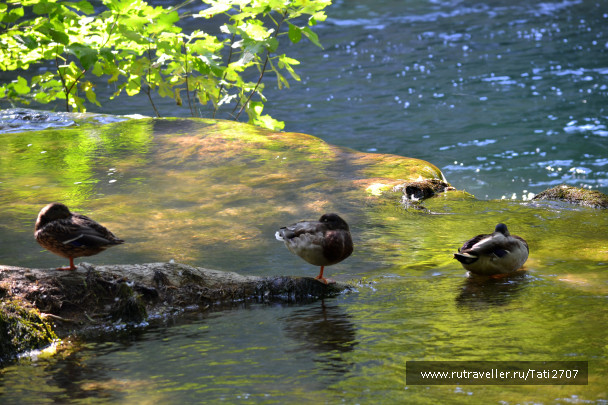 photo 1077984