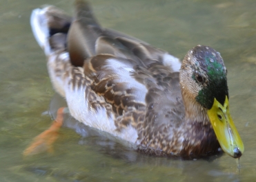 photo 867882