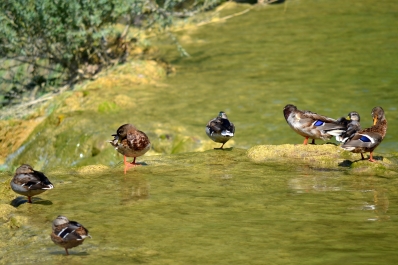 photo 867886