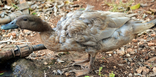 photo 1340414