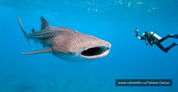 photo 462260