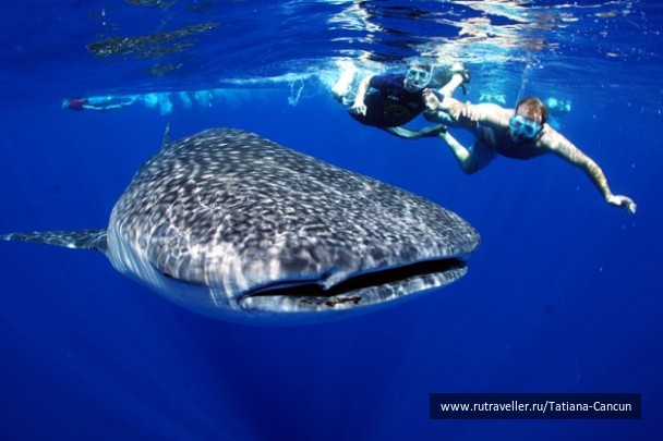 photo 462261