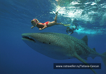 photo 462263
