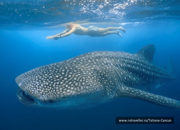 photo 462268
