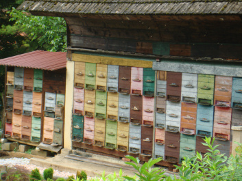 photo 207329
