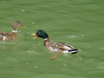 photo 78596