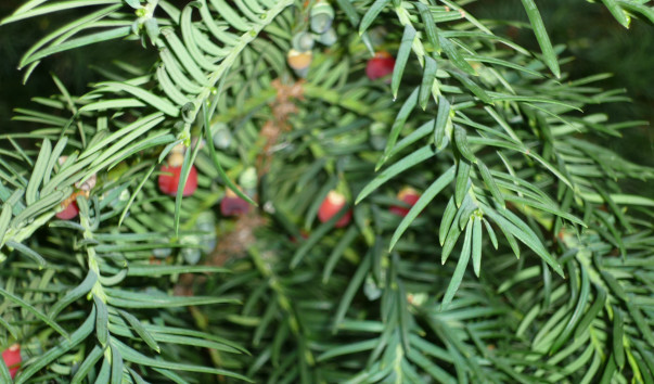 P1020785