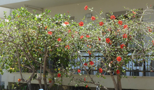 P1010279