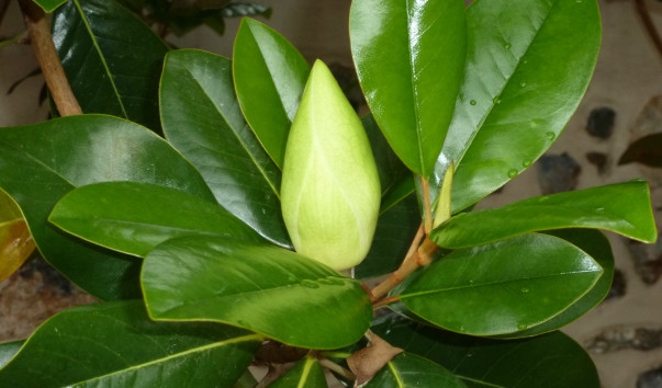 P1000618