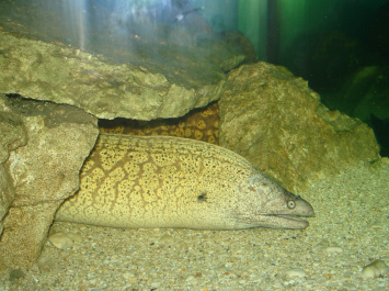 photo 208630